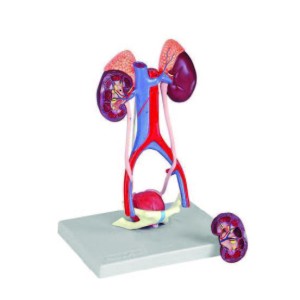 Hands On 3-D Urinary System